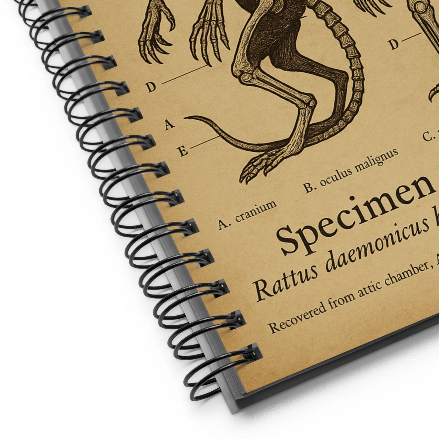 Découvertes anatomiques : spécimen Brown Jenkin n° 17, archives Miskatonic. Cahier à spirale.